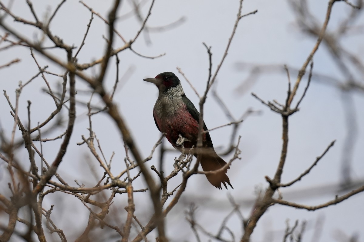 Lewis's Woodpecker - ML610707509