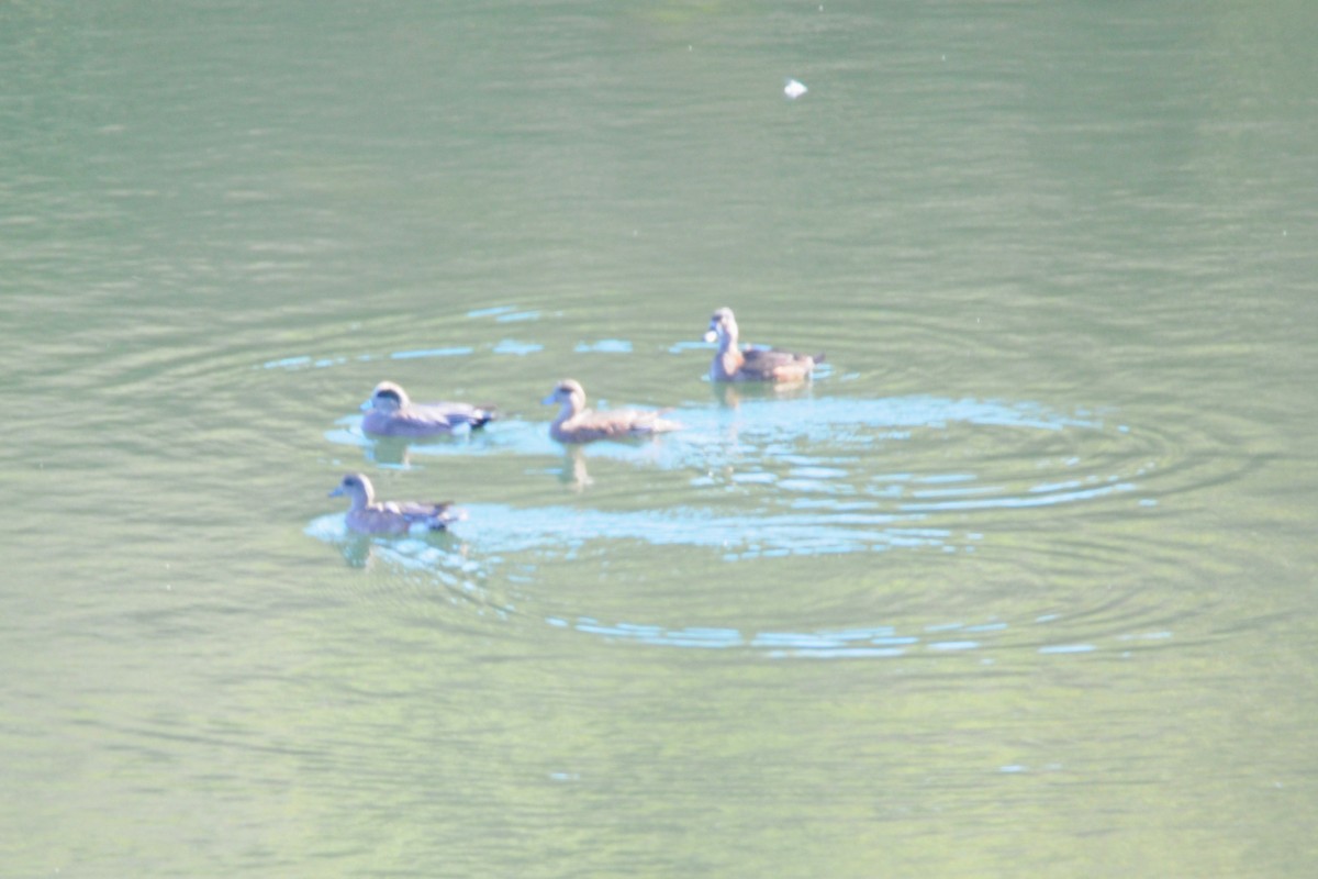 American Wigeon - ML610707547