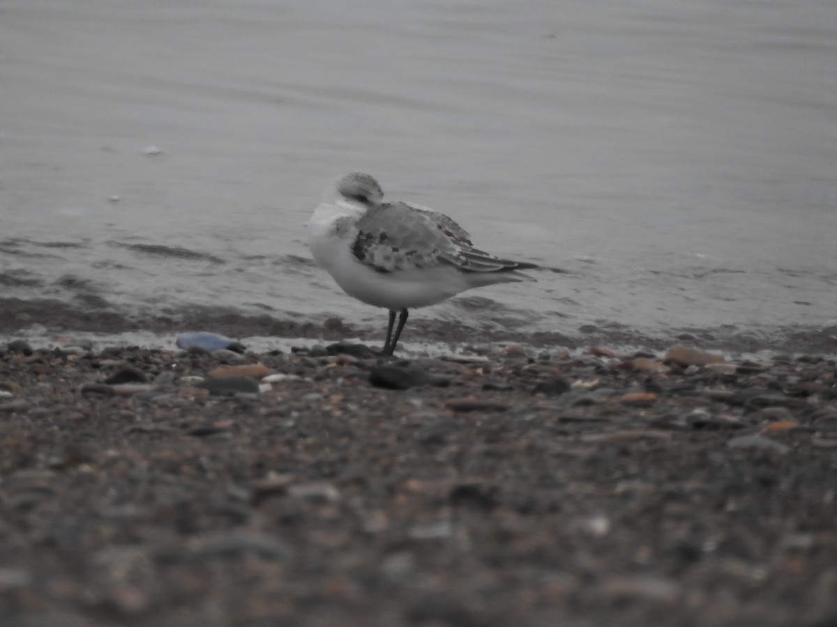 Bécasseau sanderling - ML610707550