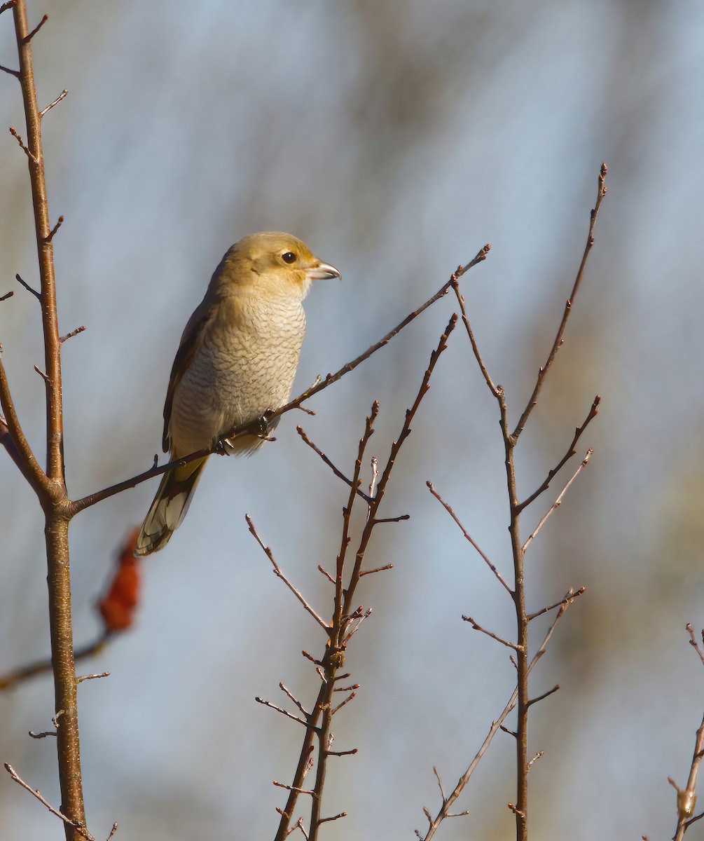 Northern Shrike - ML610707553