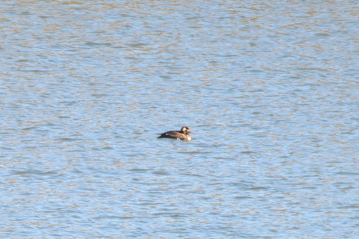 White-winged Scoter - ML610707557