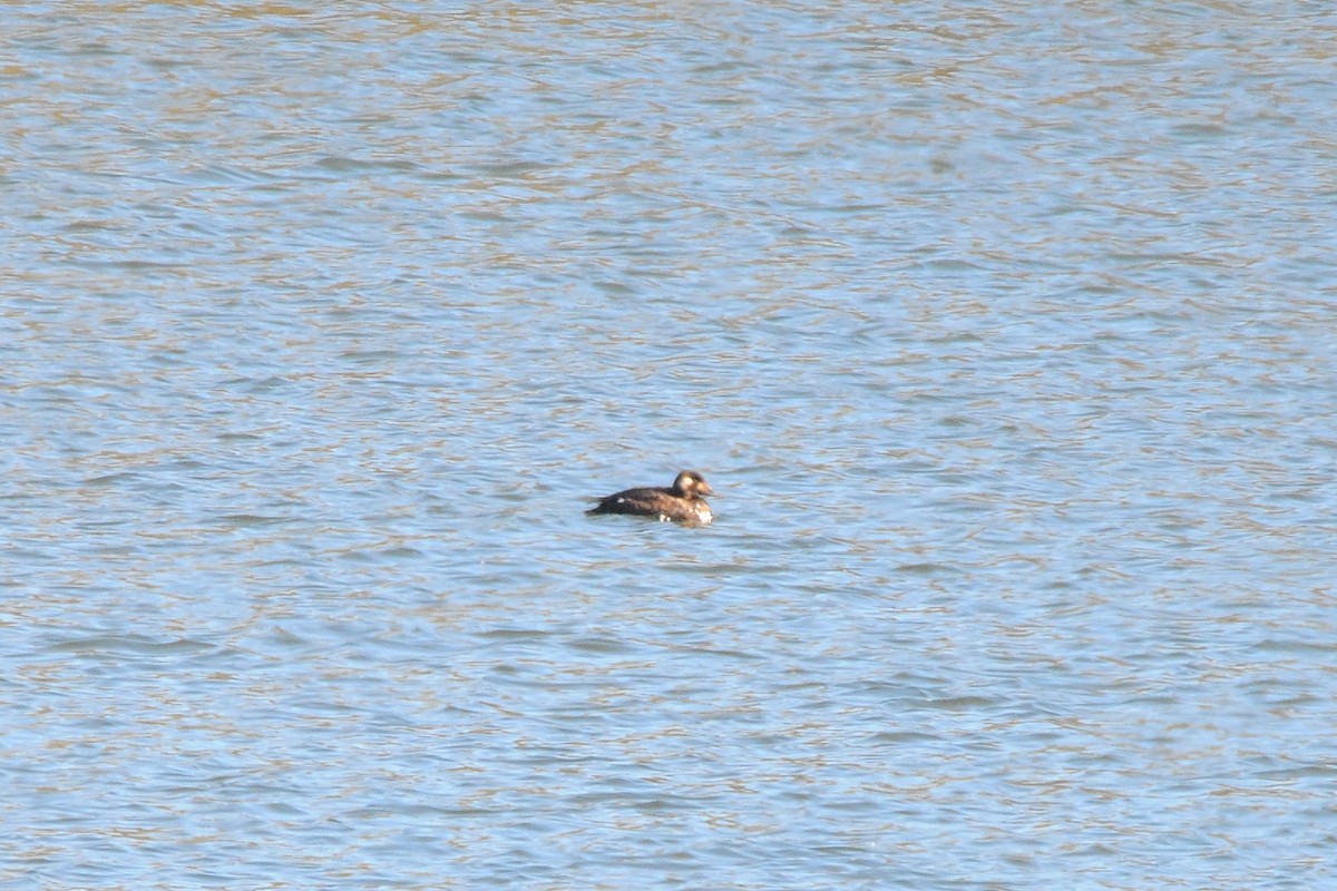 White-winged Scoter - ML610707557