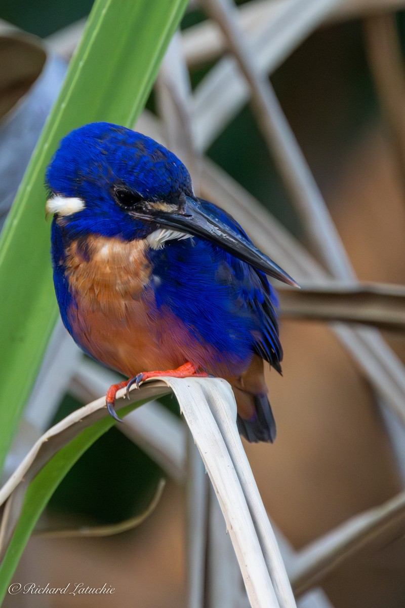 Azure Kingfisher - ML610707586