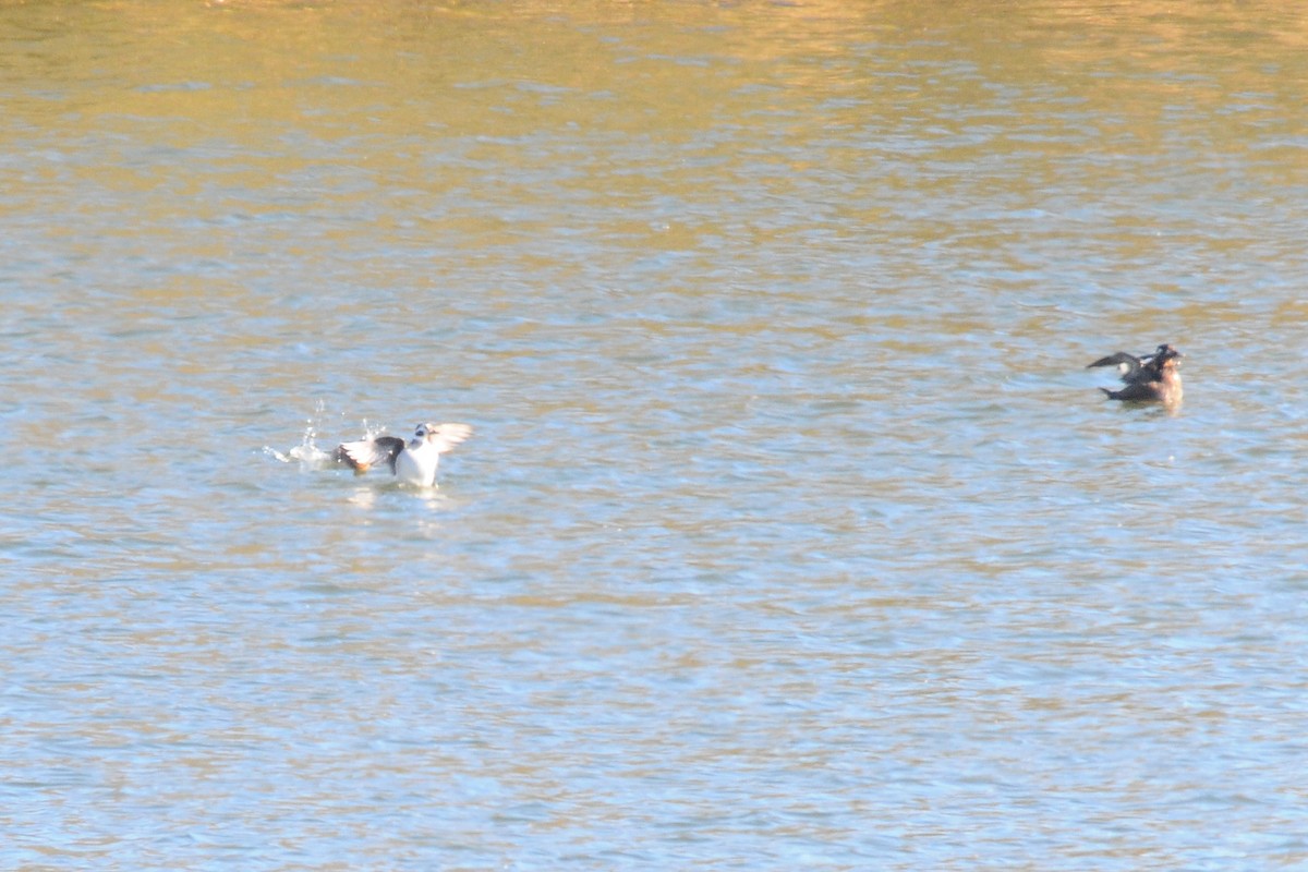 Long-tailed Duck - ML610707613