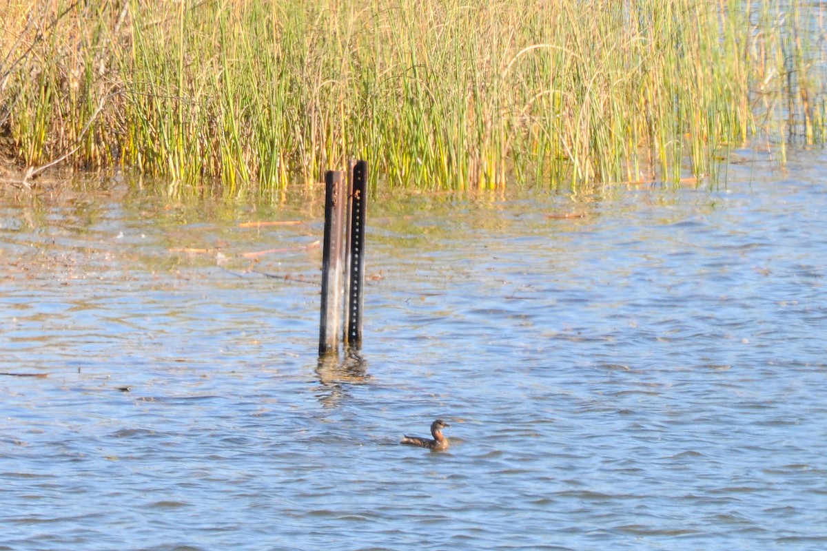 Pied-billed Grebe - ML610707635