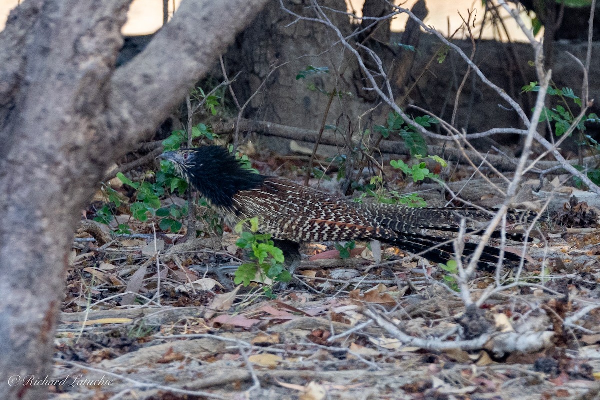 Pheasant Coucal - ML610707676