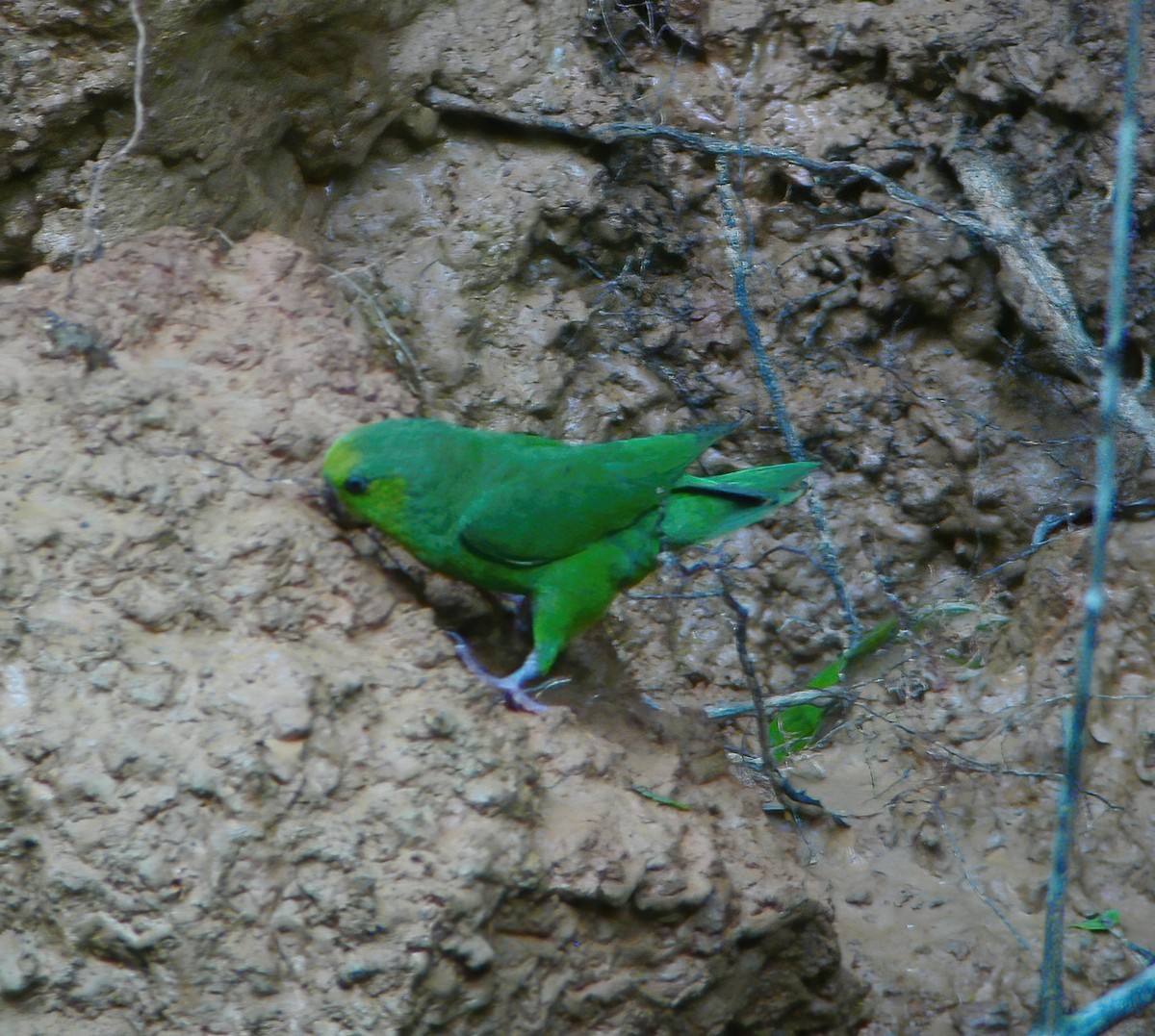 Schwarzschnabel-Sperlingspapagei - ML610707681