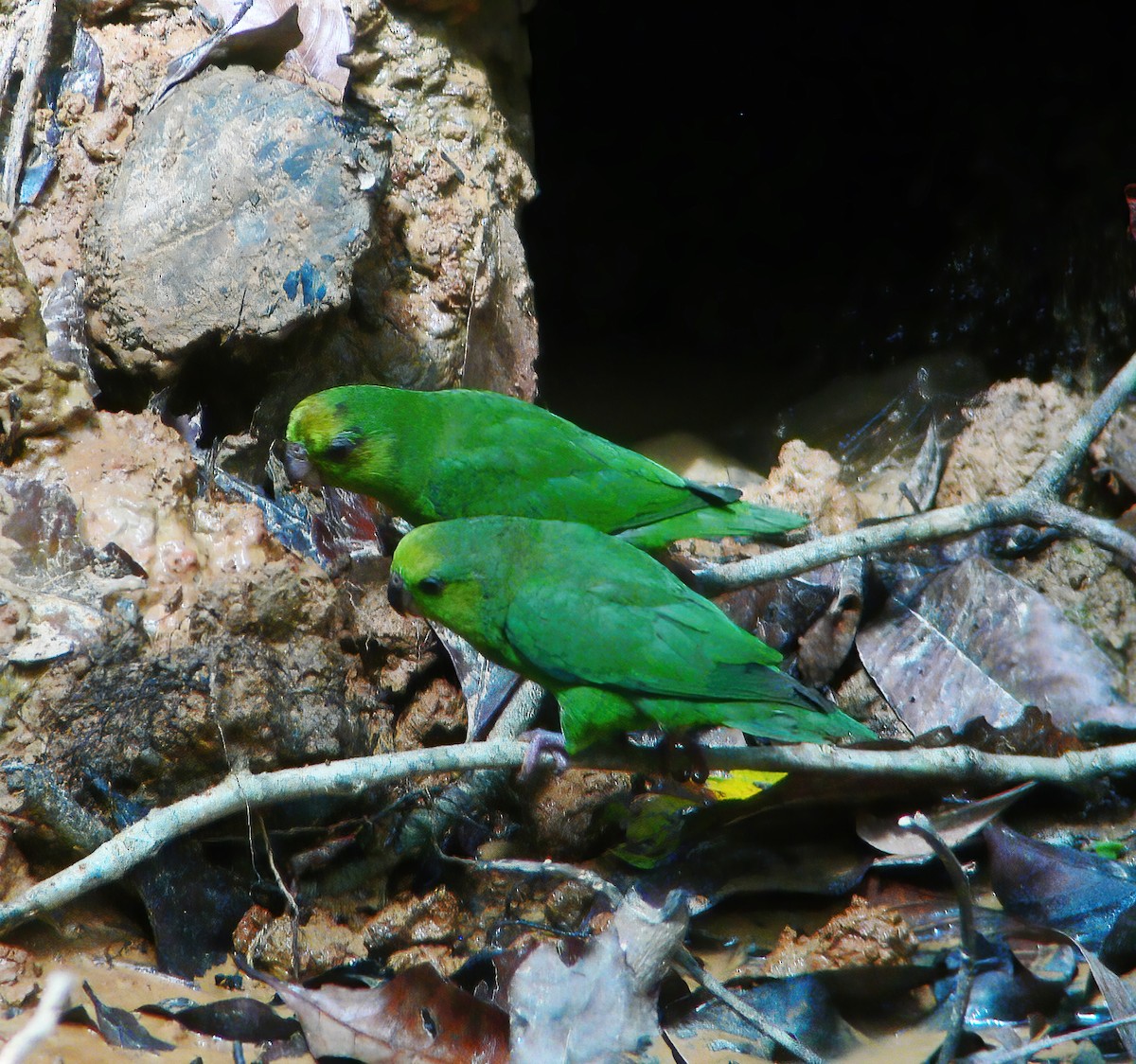 Schwarzschnabel-Sperlingspapagei - ML610707682