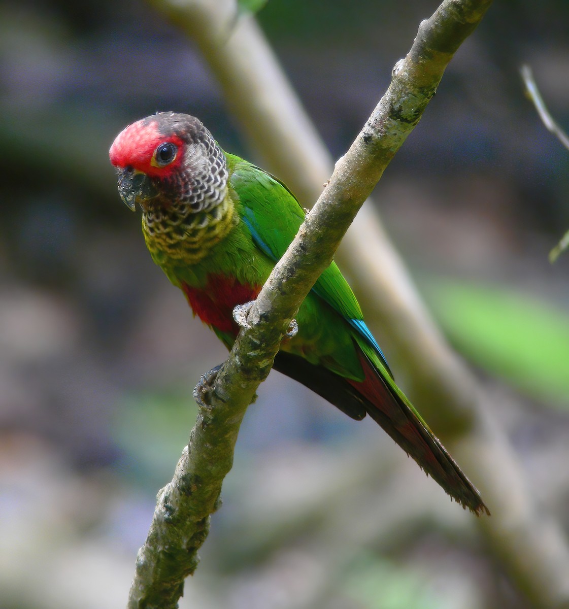 Rose-fronted Parakeet - ML610707699