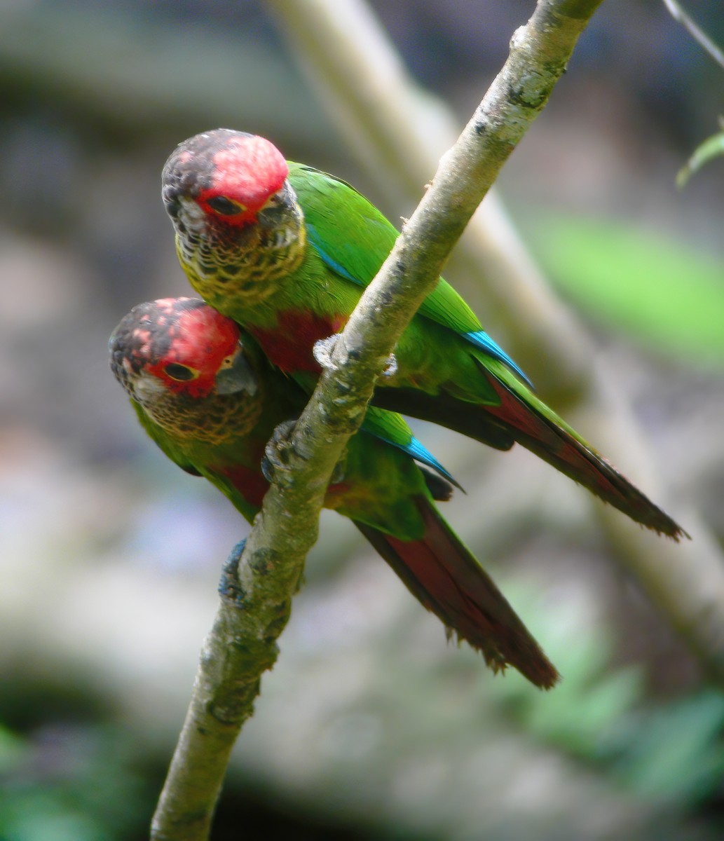 Rose-fronted Parakeet - ML610707700