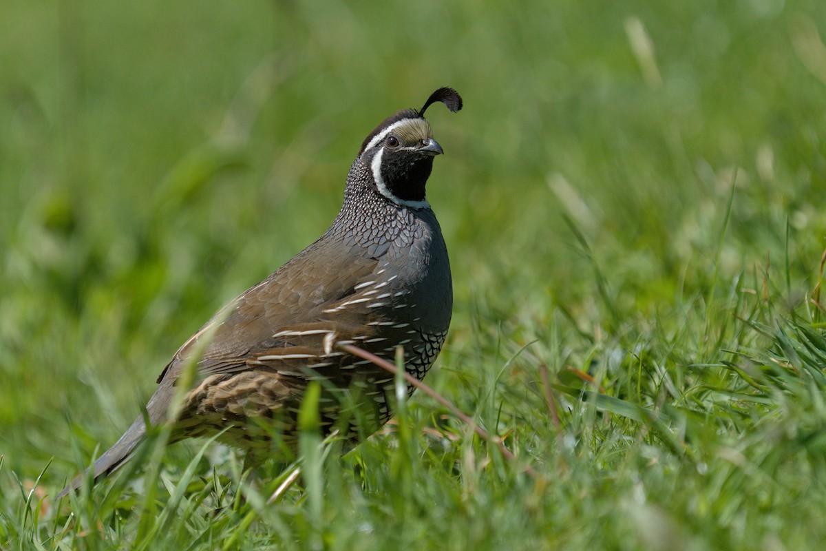 California Quail - Christopher Tuffley