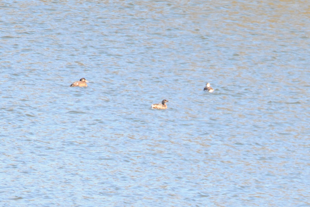 Pied-billed Grebe - ML610707757