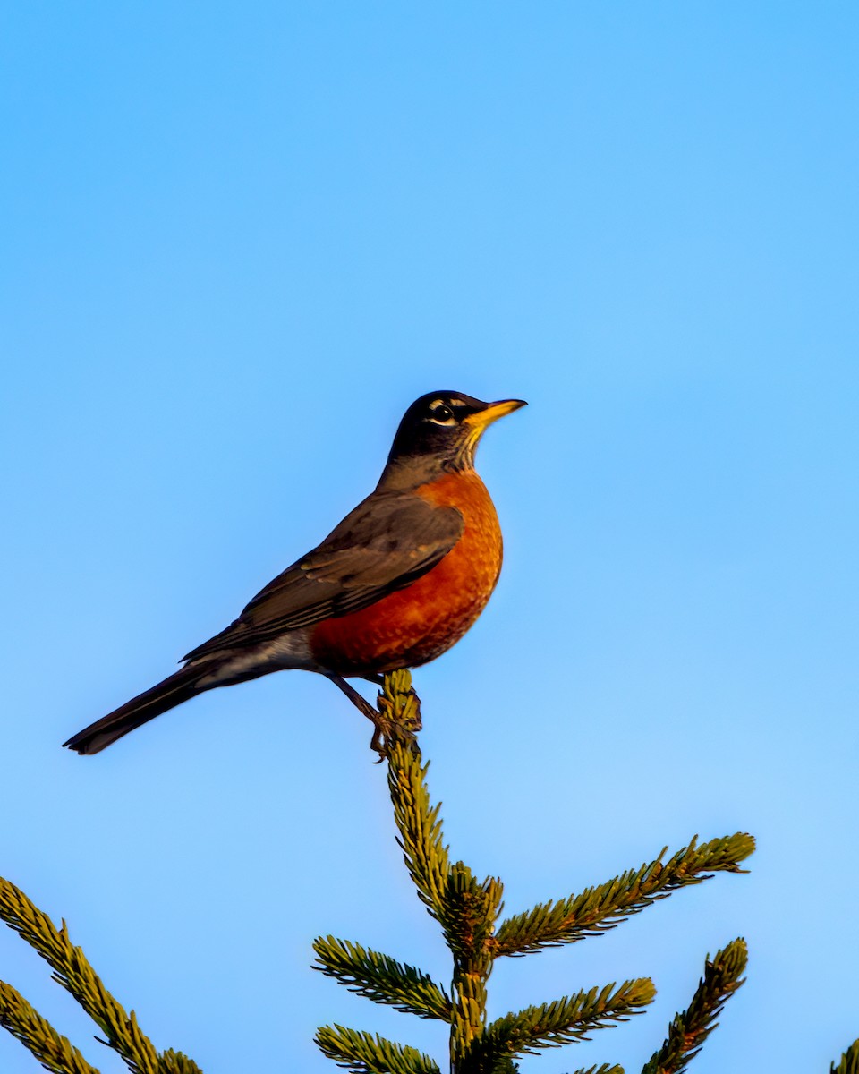 American Robin - Tom Momeyer