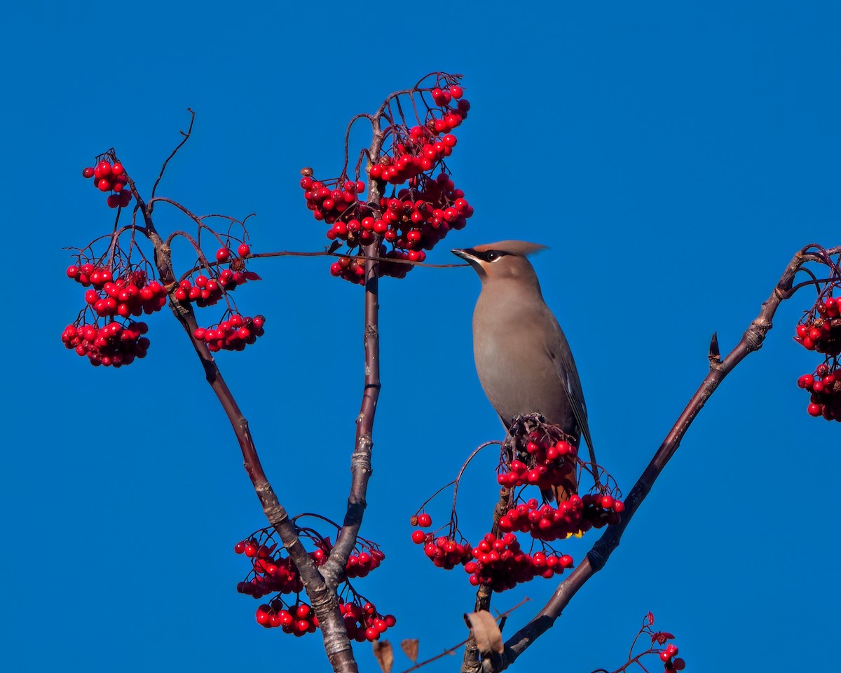 Bohemian Waxwing - ML610707787