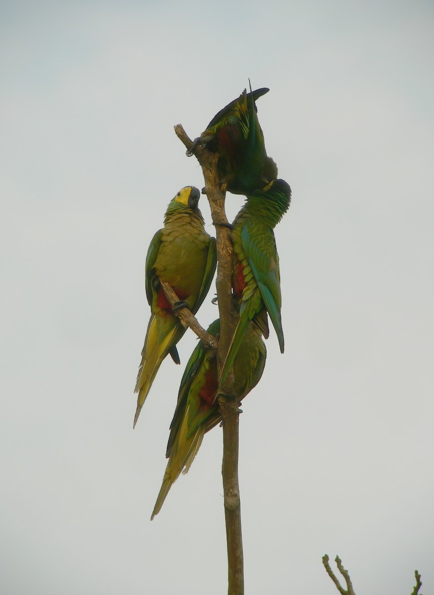 Red-bellied Macaw - ML610707808