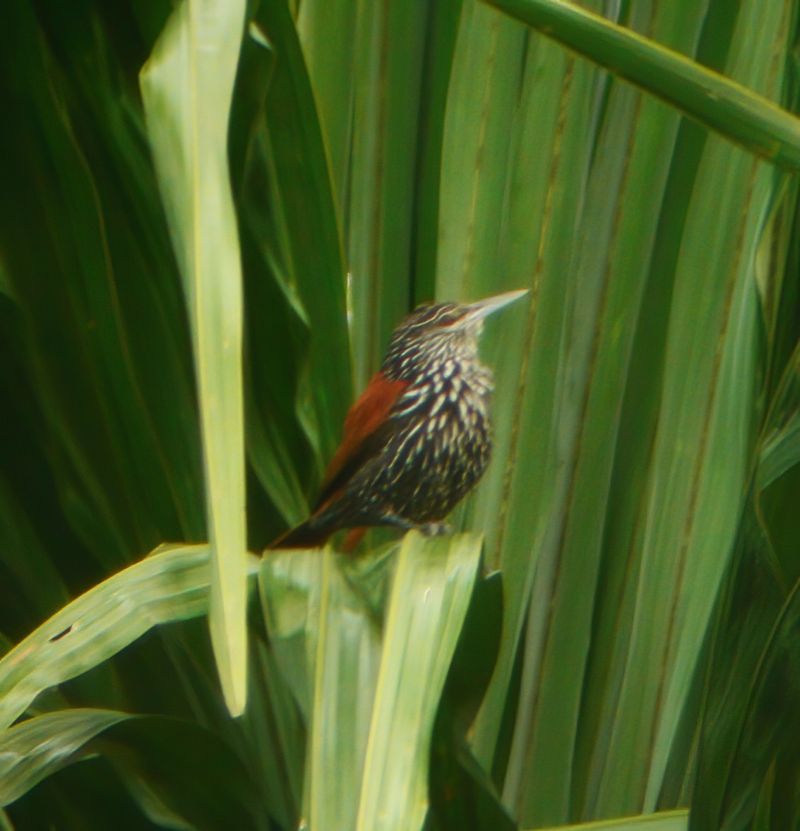 Point-tailed Palmcreeper - ML610707818