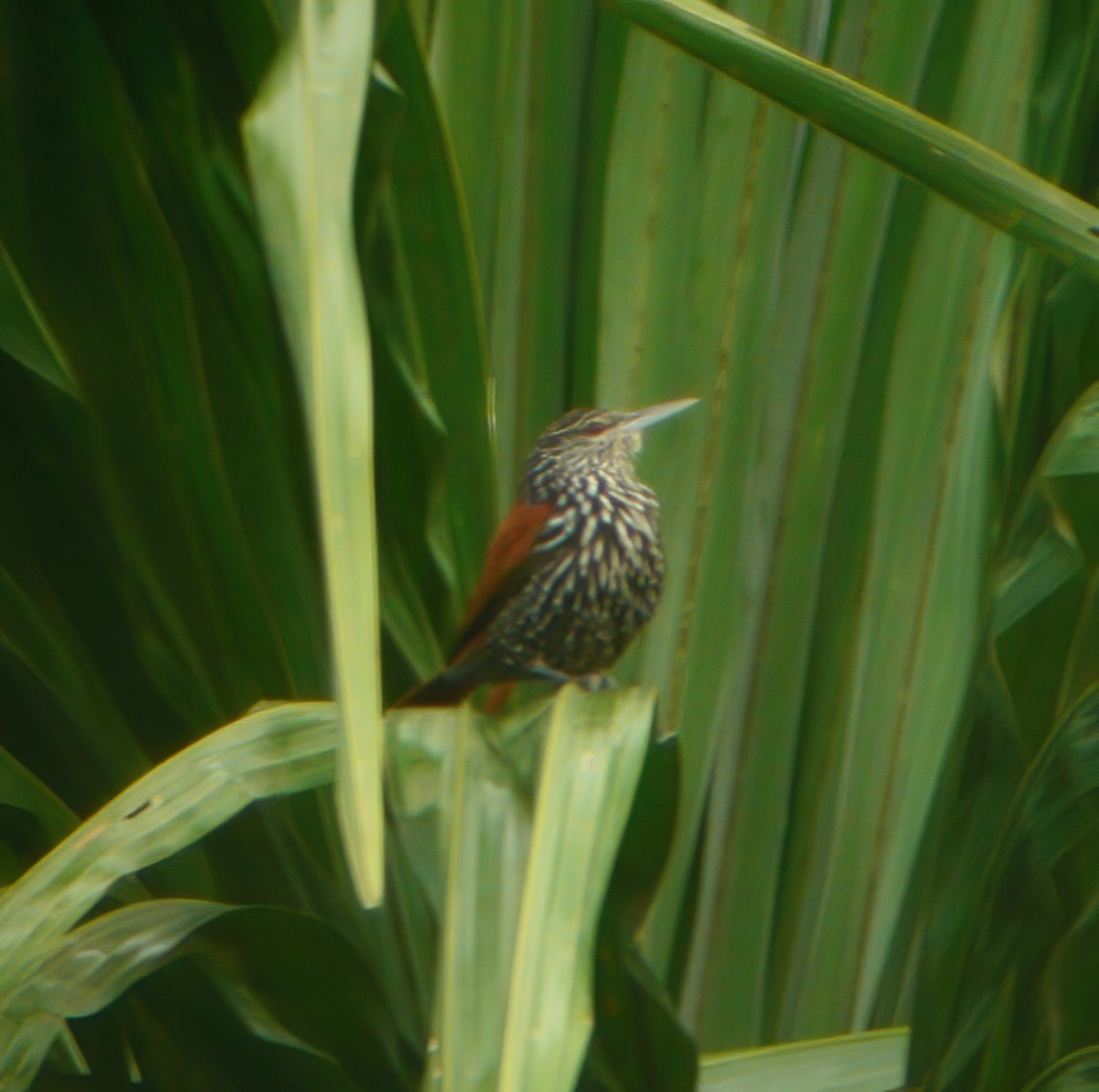 Point-tailed Palmcreeper - ML610707819