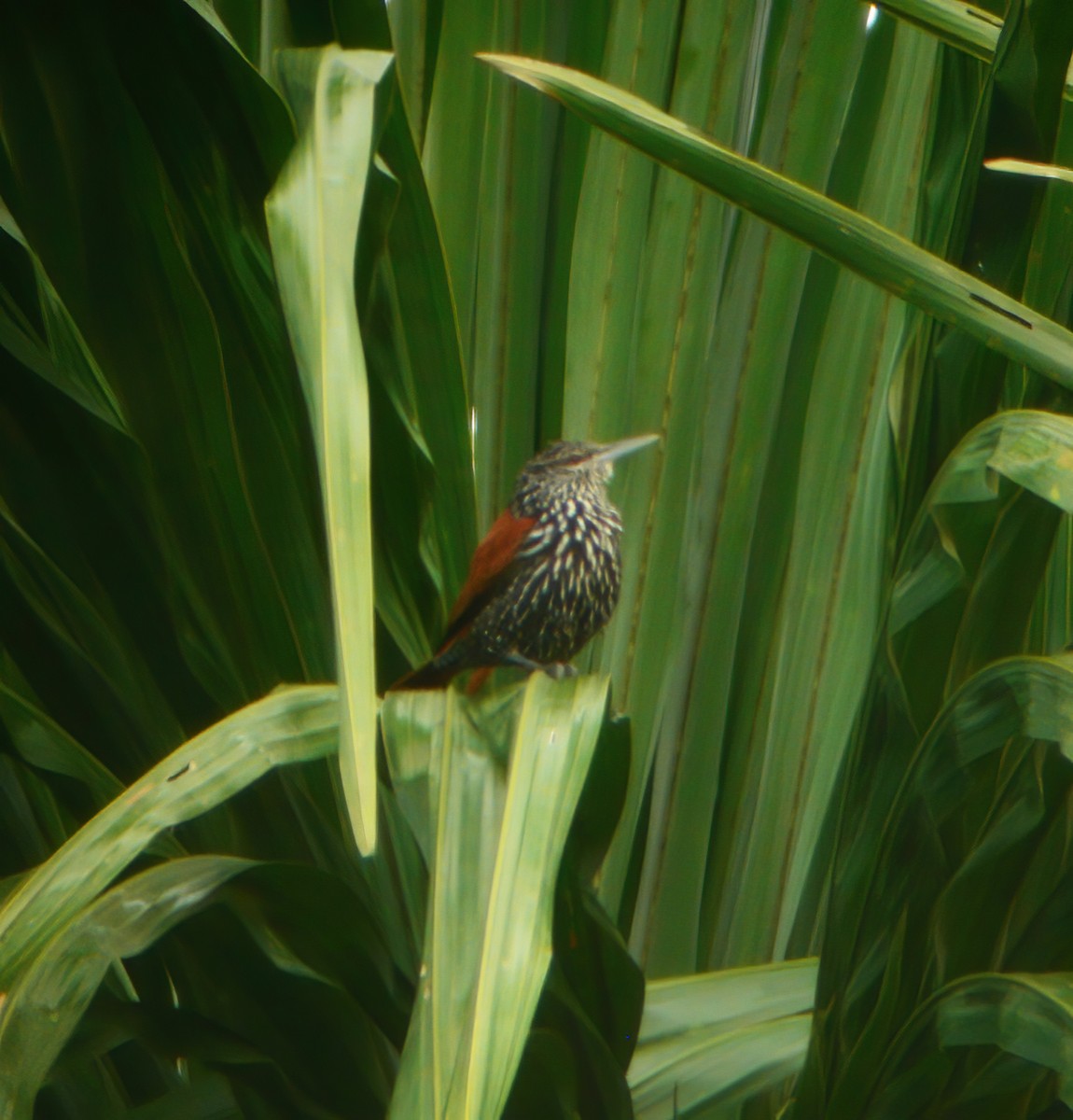 Point-tailed Palmcreeper - ML610707820