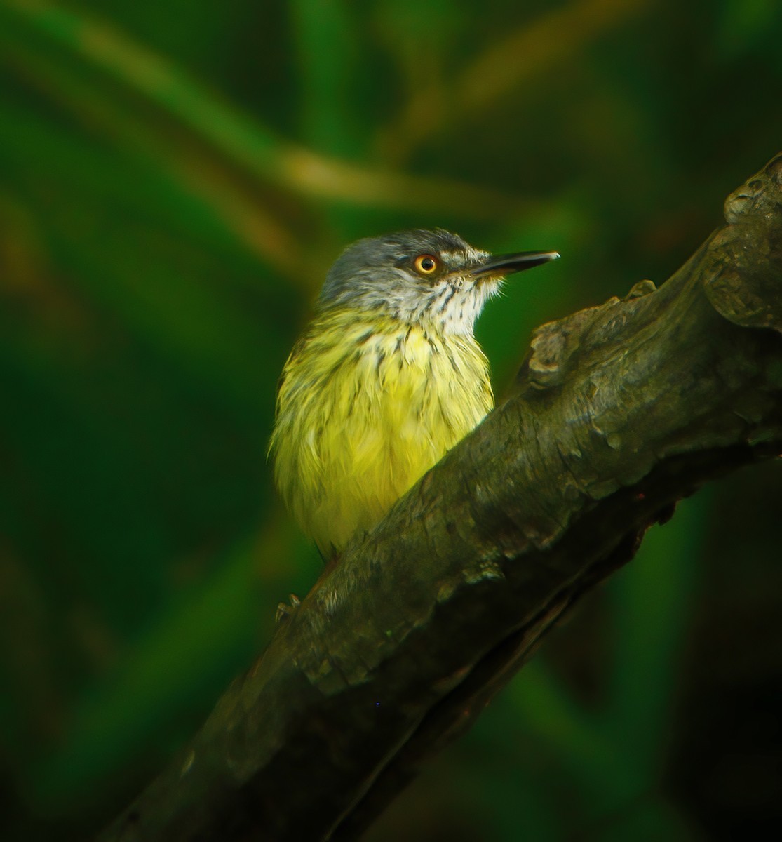 Spotted Tody-Flycatcher - ML610707830