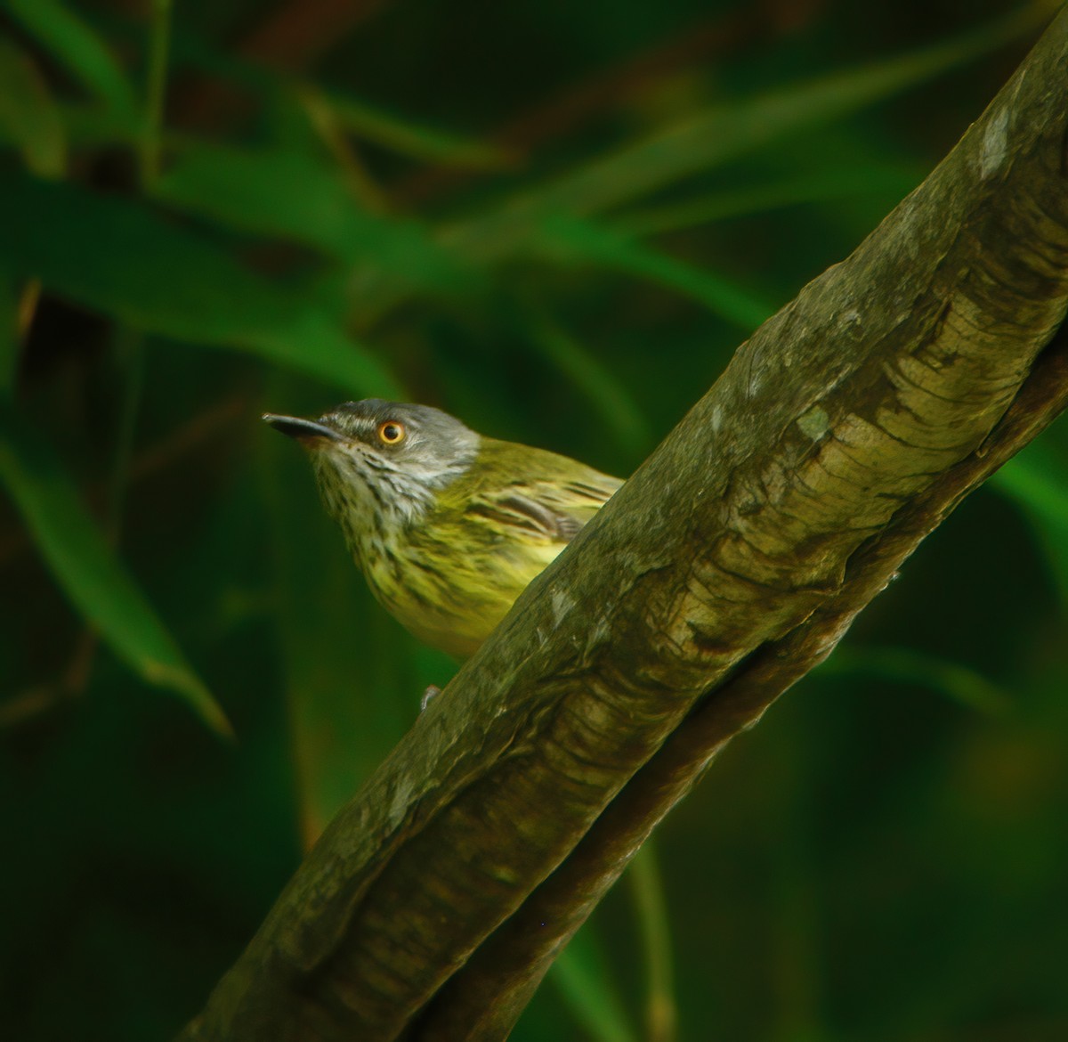 Spotted Tody-Flycatcher - ML610707833