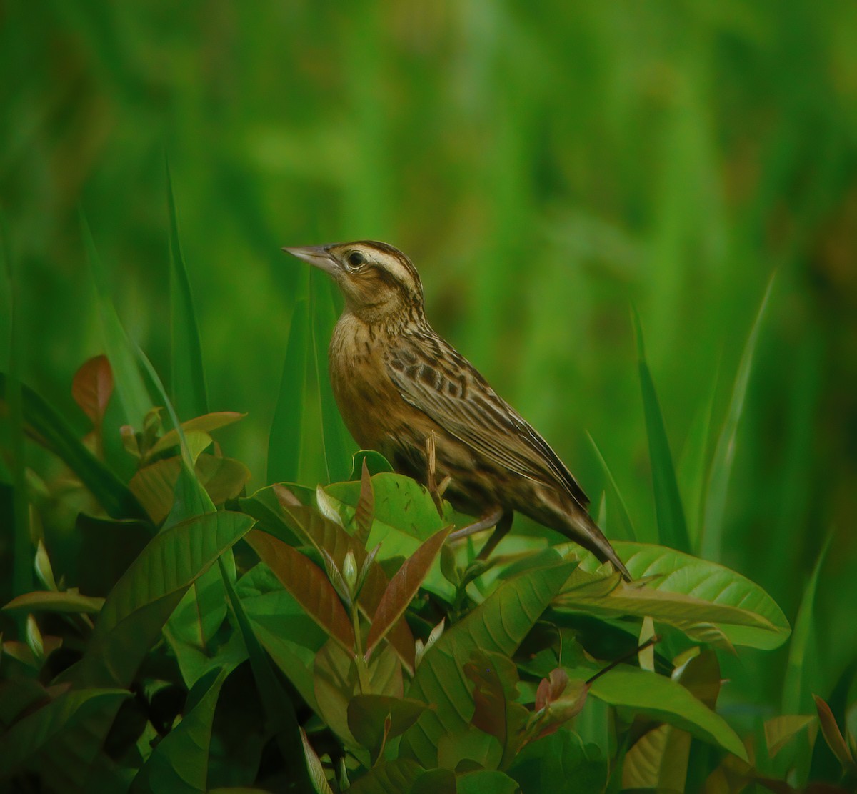 Red-breasted Meadowlark - ML610707849