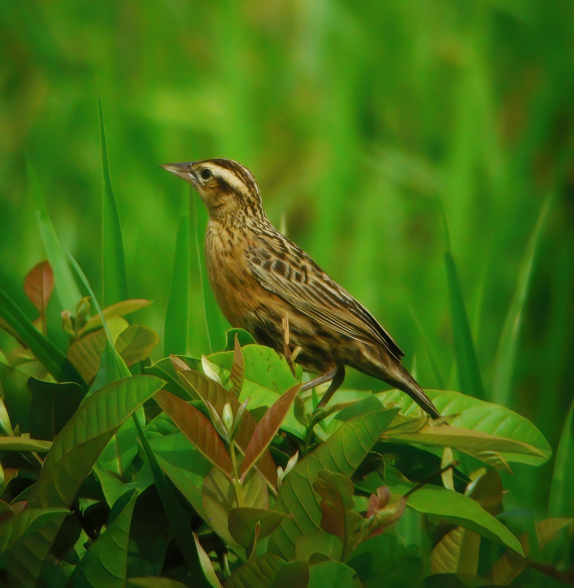 Red-breasted Meadowlark - ML610707850