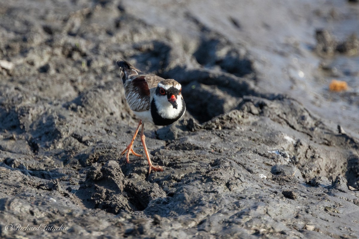 Black-fronted Dotterel - ML610707899