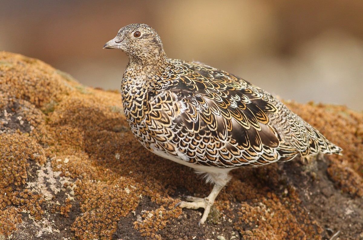 White-bellied Seedsnipe - ML61070791