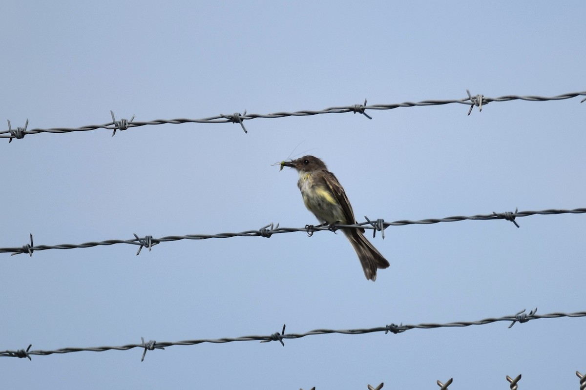 Eastern Phoebe - ML610707973