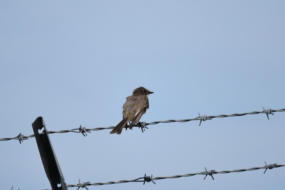 Eastern Phoebe - ML610707974