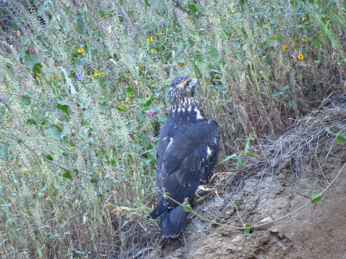 Black-chested Buzzard-Eagle - ML610708085