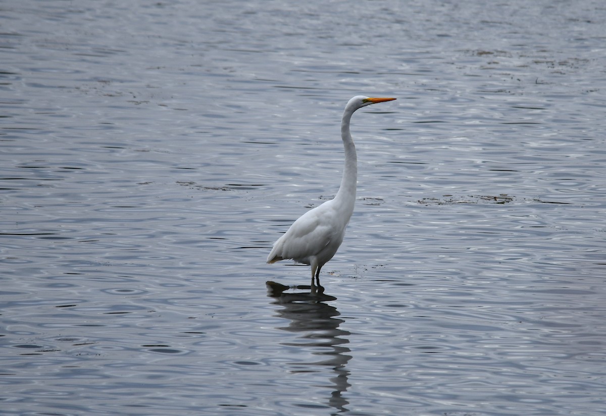 Цасч дэглий - ML610708115