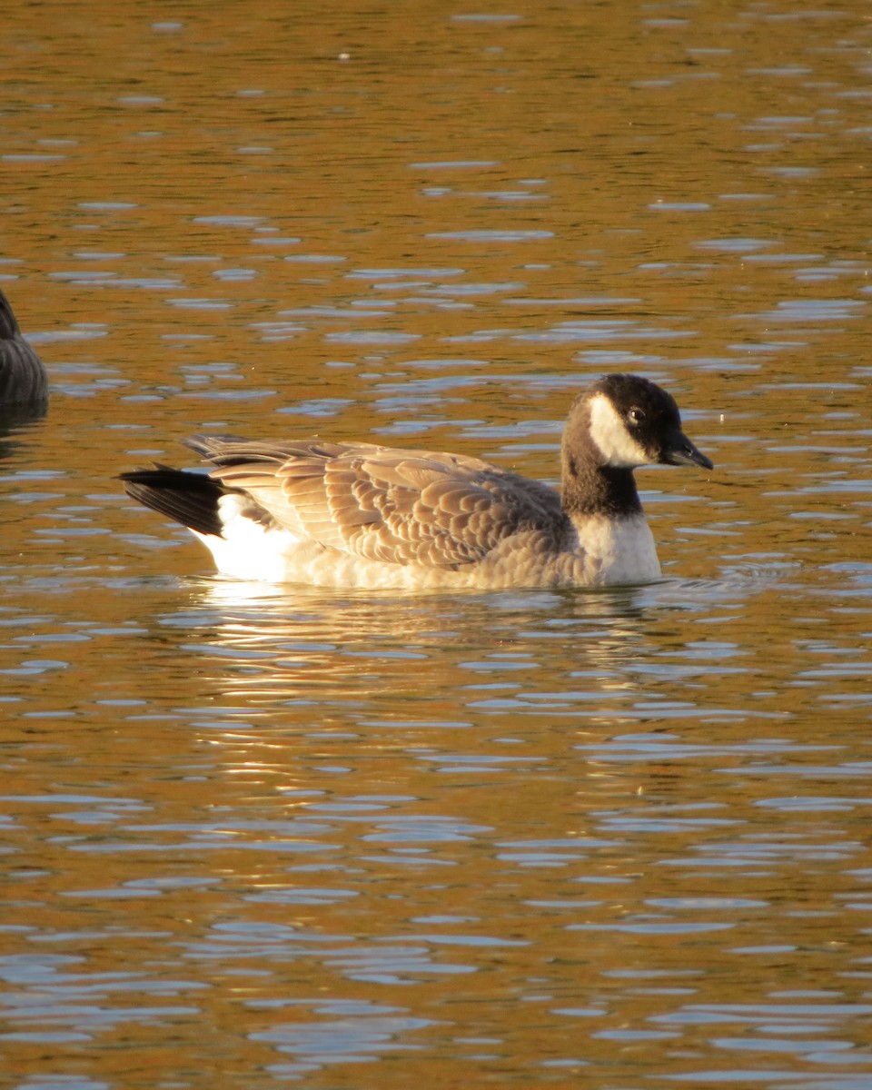 Cackling Goose - ML610708187