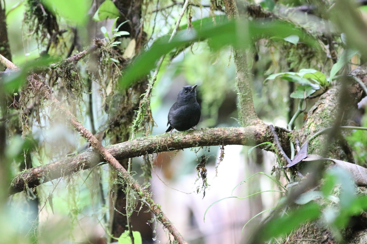 Braunschwingentapaculo - ML610708235