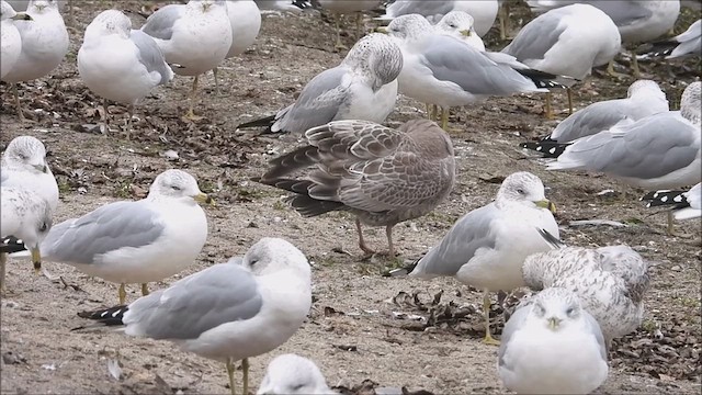 Short-billed Gull - ML610708246