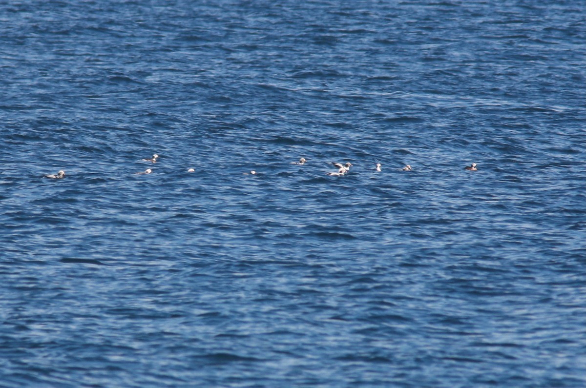 Long-tailed Duck - ML610708267