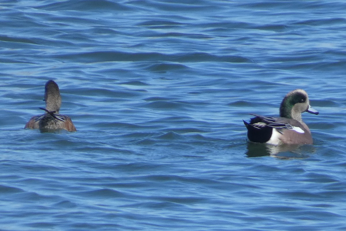 American Wigeon - ML610708385