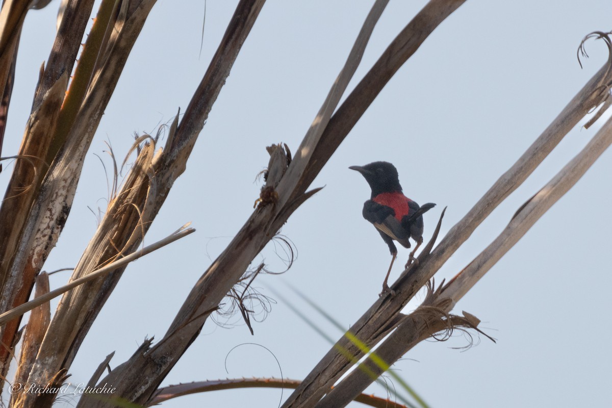 Red-backed Fairywren - ML610708398