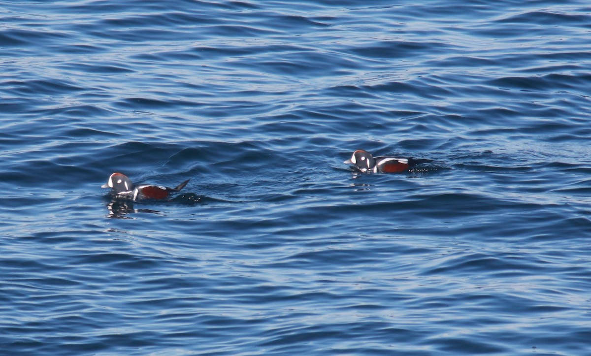 Harlequin Duck - Richard Garrigus