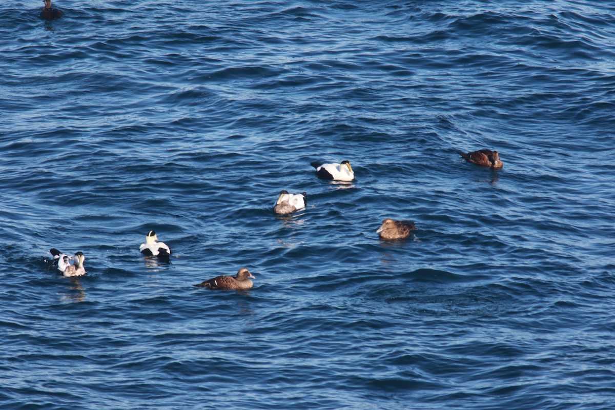 Common Eider - ML610708469