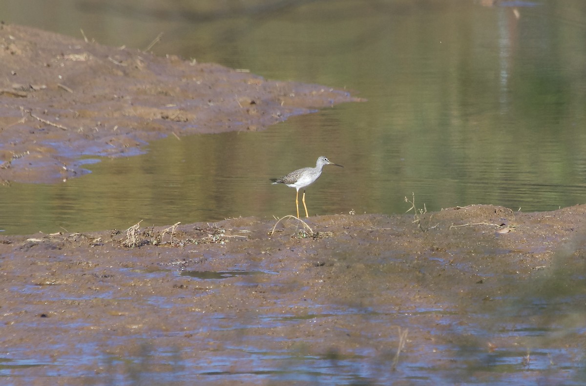 Greater Yellowlegs - ML610708504