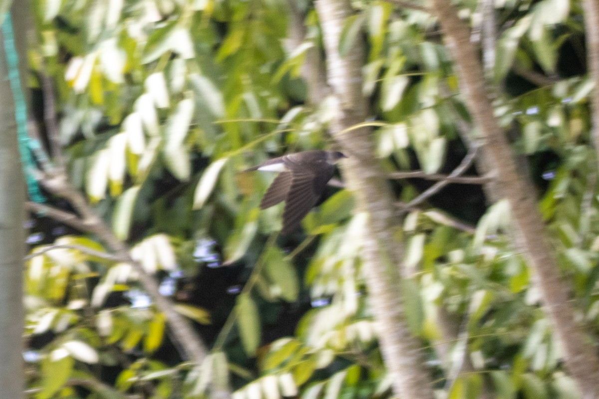 Northern Rough-winged Swallow (Ridgway's) - ML610708583