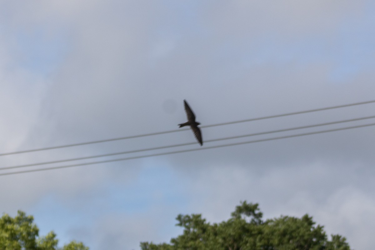 Northern Rough-winged Swallow (Ridgway's) - ML610708584