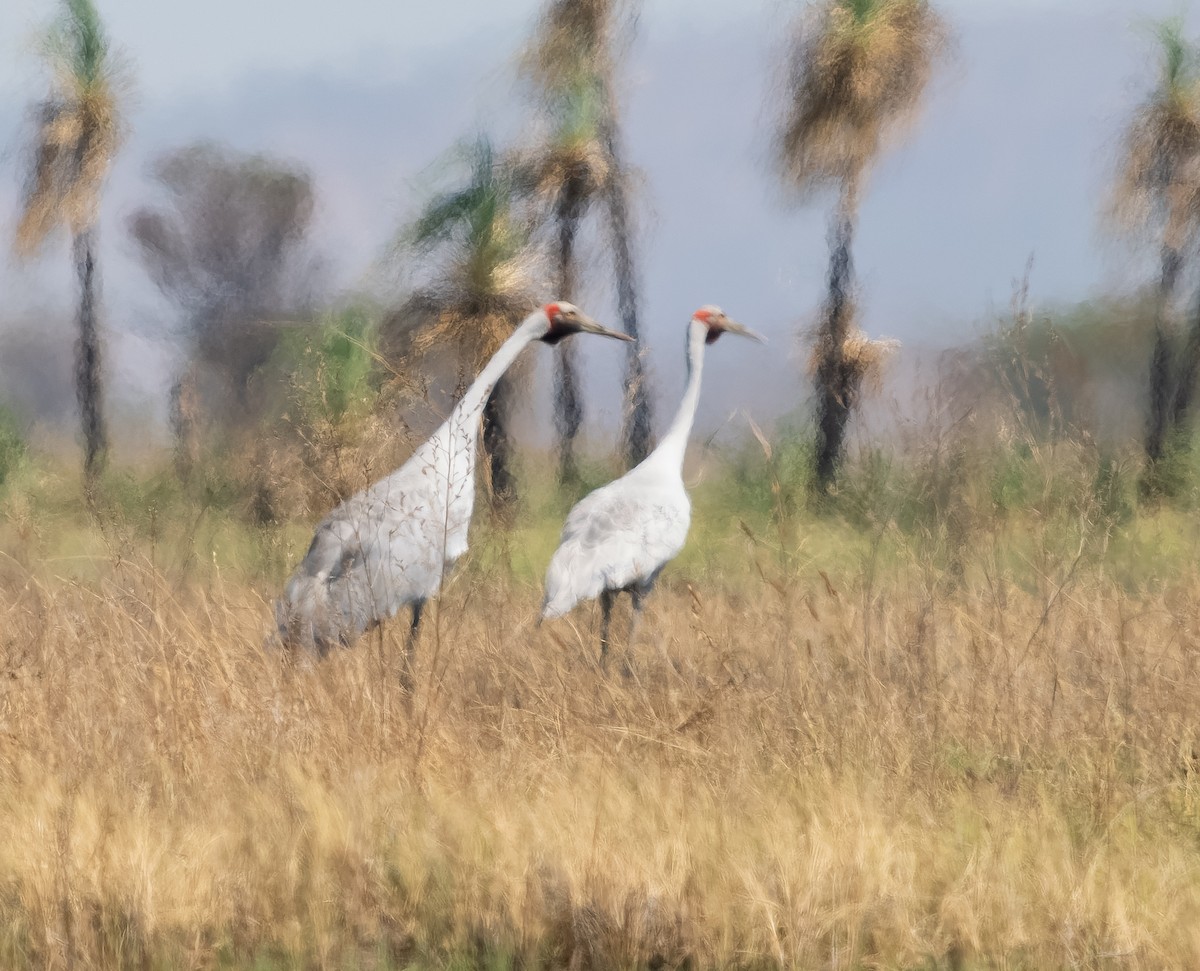 Brolga - Simon Colenutt