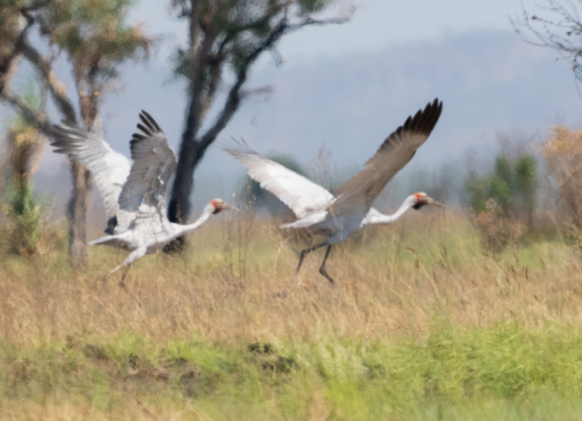 Brolga - Simon Colenutt