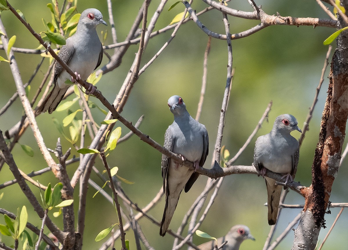 Diamond Dove - ML610708651