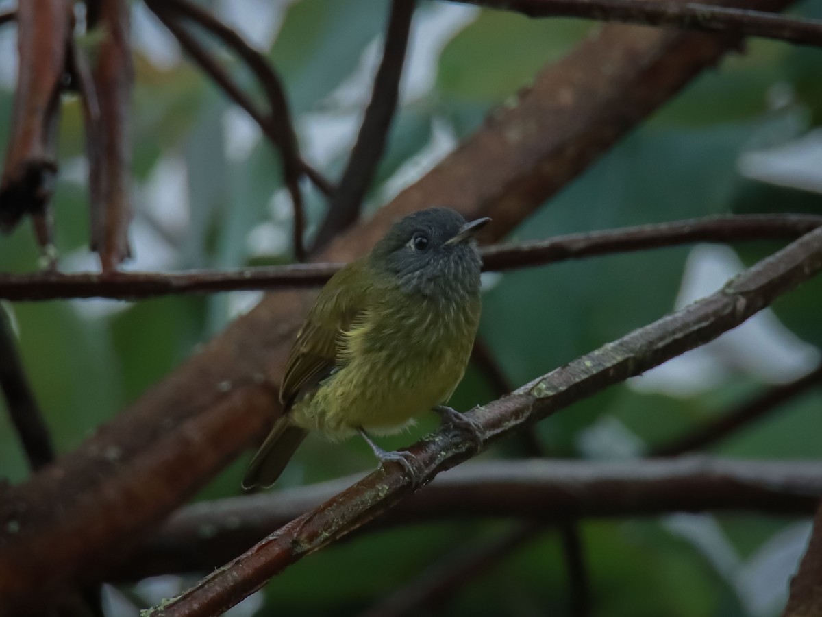Streak-necked Flycatcher - ML610708654