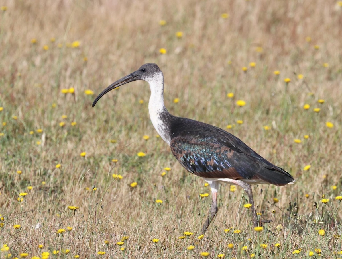 ibis slámokrký - ML610708707