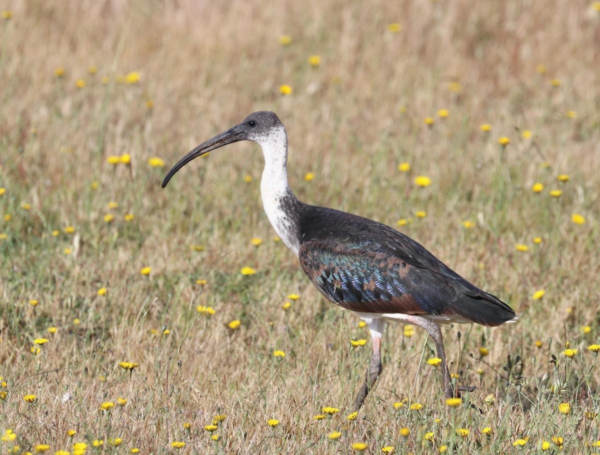 Straw-necked Ibis - ML610708707