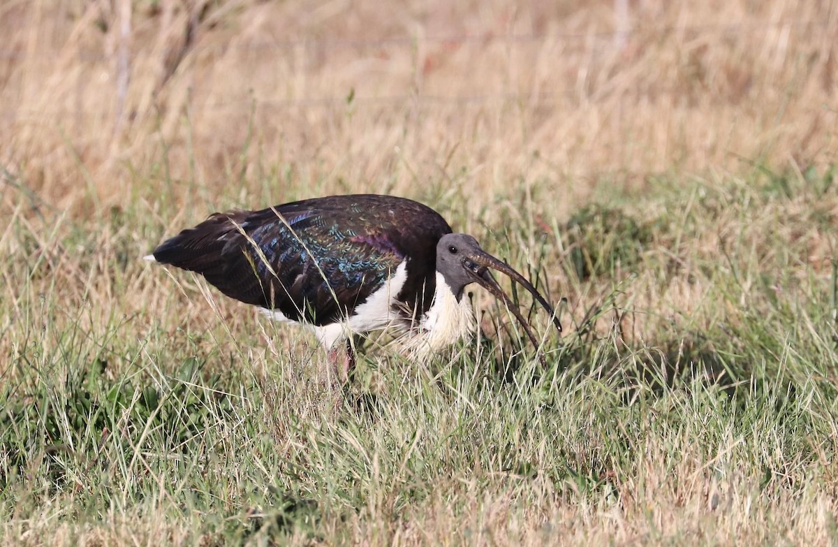 Straw-necked Ibis - ML610708708